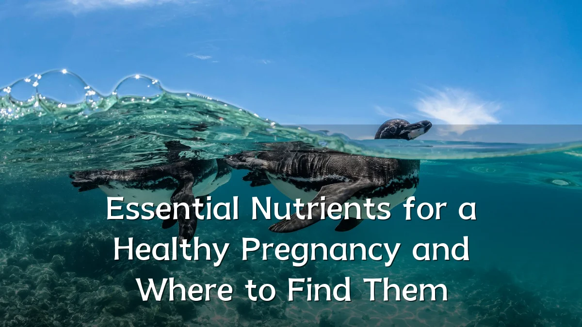 Essential Nutrients for a Healthy Pregnancy and Where to Find Them