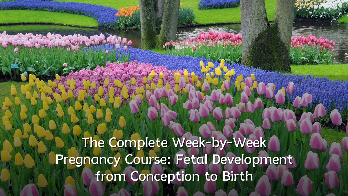 The Complete Week-by-Week Pregnancy Course: Fetal Development from Conception to Birth