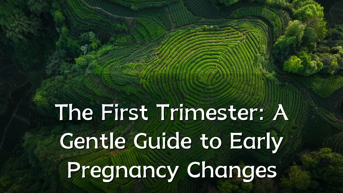 The First Trimester: A Gentle Guide to Early Pregnancy Changes