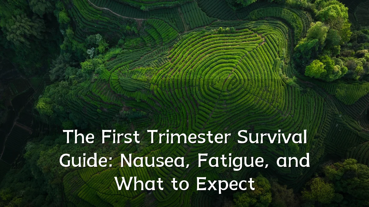 The First Trimester Survival Guide: Nausea, Fatigue, and What to Expect