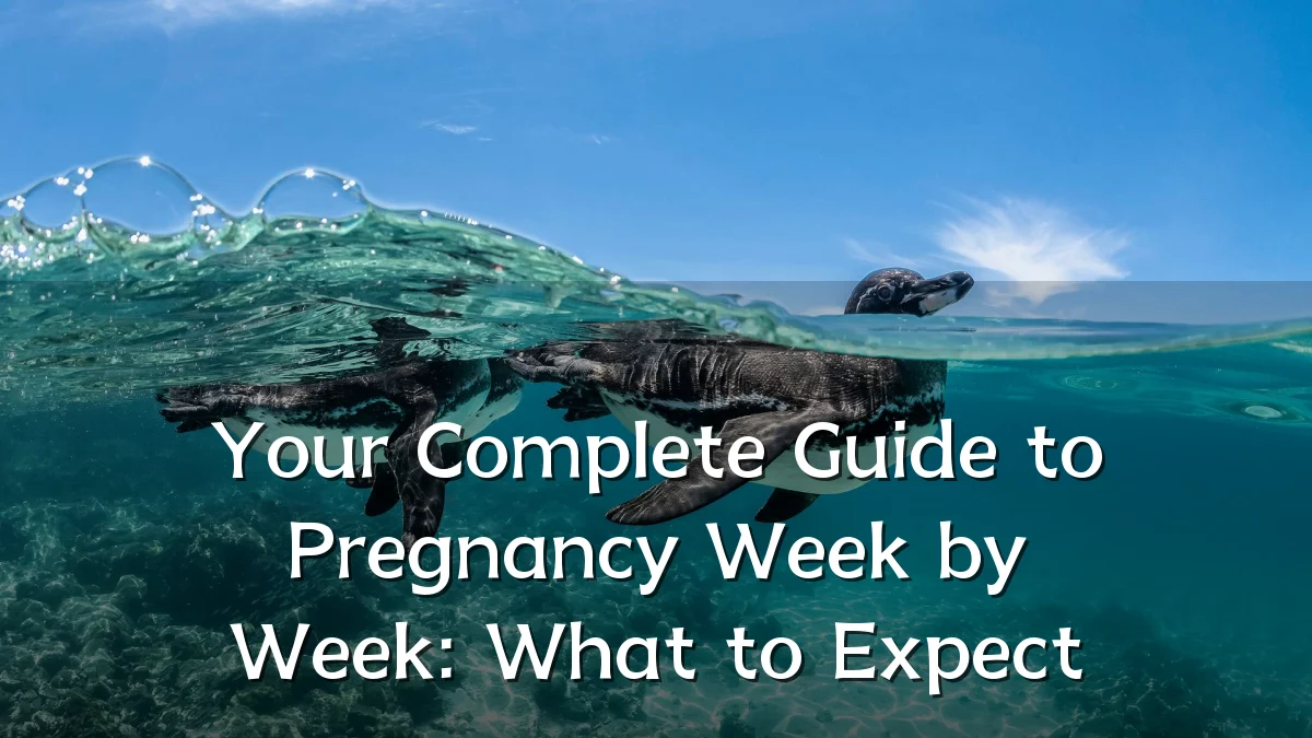 Your Complete Guide to Pregnancy Week by Week: What to Expect