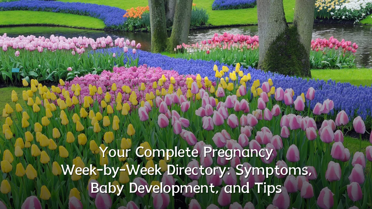 Your Complete Pregnancy Week-by-Week Directory: Symptoms, Baby Development, and Tips