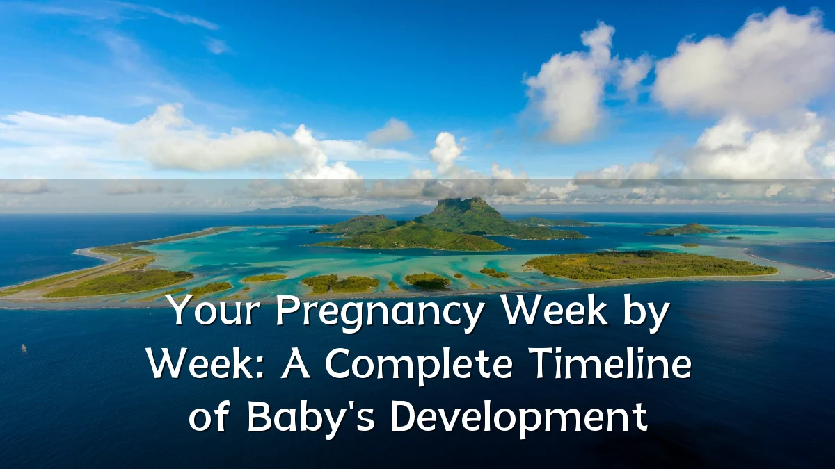 Your Pregnancy Week by Week: A Complete Timeline of Baby's Development