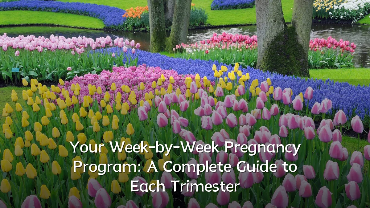 Your Week-by-Week Pregnancy Program: A Complete Guide to Each Trimester