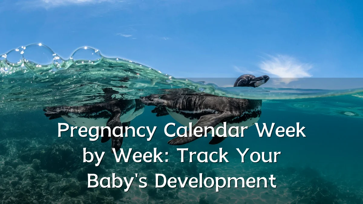 Pregnancy Calendar Week by Week: Track Your Baby's Development