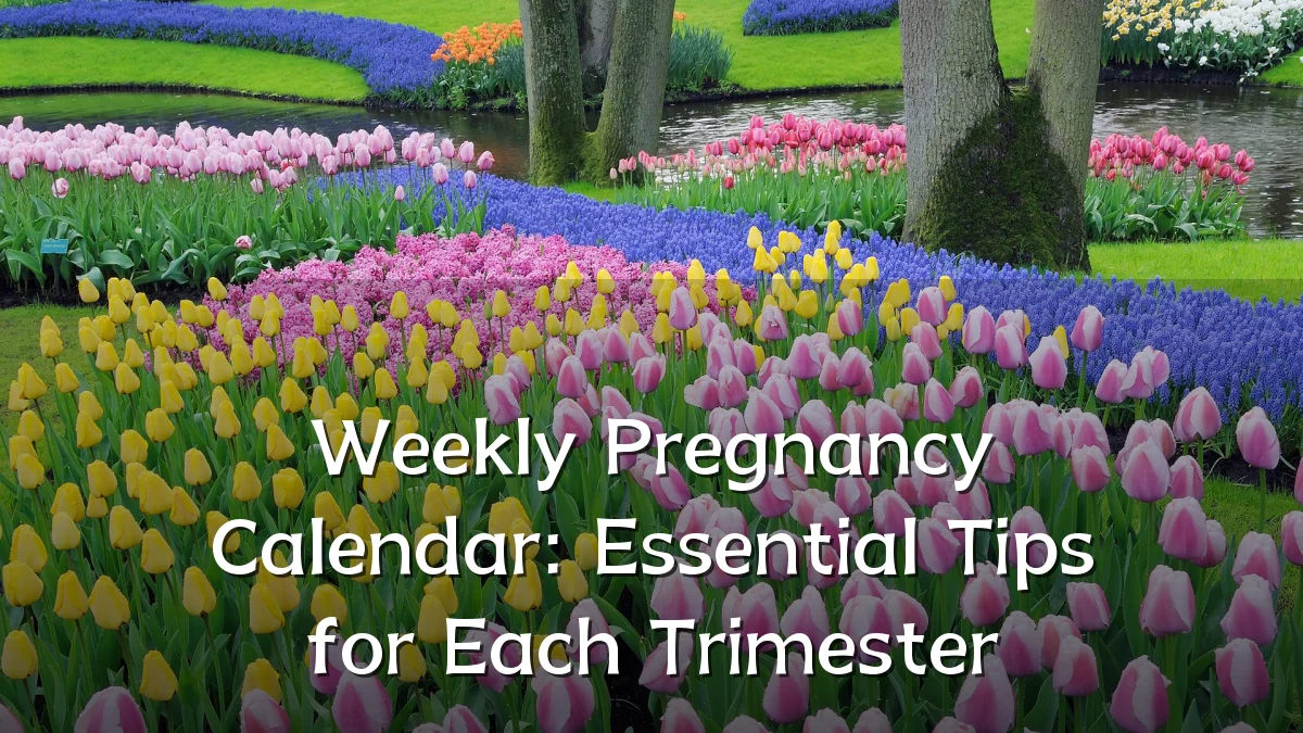 Weekly Pregnancy Calendar: Essential Tips for Each Trimester