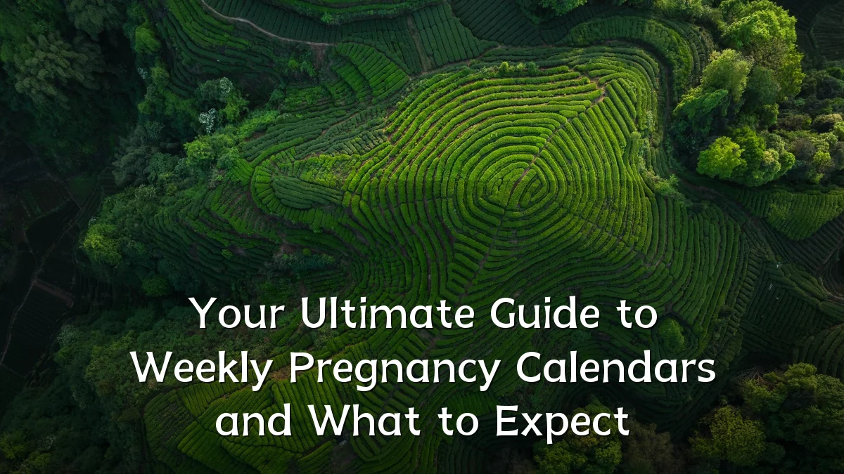 Your Ultimate Guide to Weekly Pregnancy Calendars and What to Expect